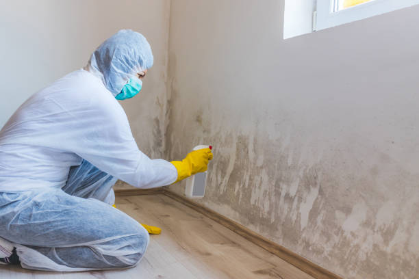 Licensed Basement Mold Remediation service in North Reading, MA - Cheap Mold Removal